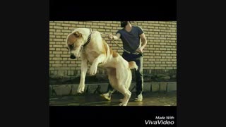 سگ باس اینجوری باشه
