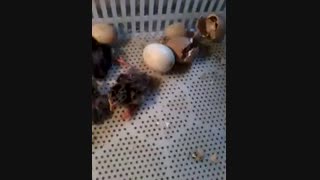 جوجه کشی موفق با شانه همه کاره