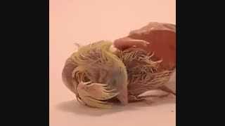 لحظات ناب بیرون آمدن جوجه