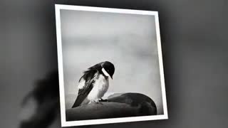 در پیش کسی درد دل تنگ نگفتم: شاعر فردوس اعظم با خوانش بانو نجوا