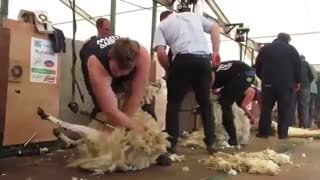 مسابقات پشم زنی در نیوزلند