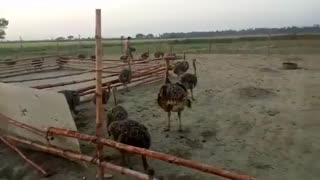 فیلم اموزش کامل پرورش شترمرغ در  مزرعه پرورش شترمرغ