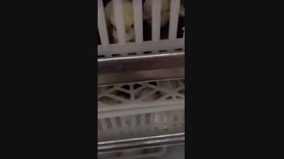 جوجه های تازه به دنیا آمده
