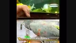 کاسکو خال قرمز کاملا رام