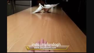 عروس هلندی با هوش که حرف حالیشه