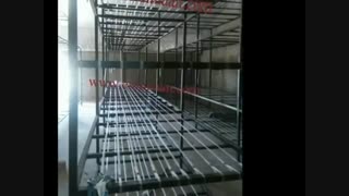 قفسه سالن های قارچ