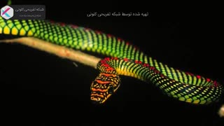 ۵تا از ترسناک ترین و خطرناک ترین مارهای جهان