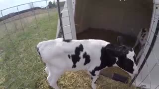 جایگاه فایبرگلاس برای گوساله