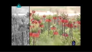 موسیقی تصویری بختیاری