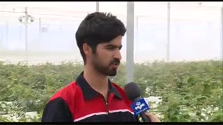کشت گلخانه ای ، به صرفه و کم مصرف