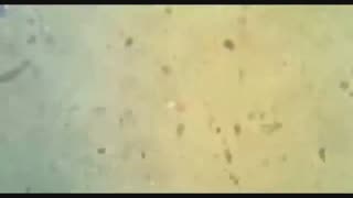 اقدام به بارداری - حرکت اسپرم ها به طرف تخمک