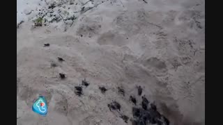 وقتی انسان به کمک لاکپشت میآید!