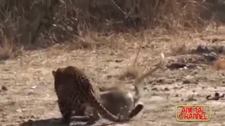 هنر نمایی بهترین شکارچی های حیات وحش