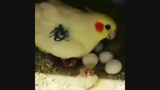 لحظه بیرون آمدن جوجه های طوطی