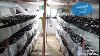 پرورش قارچ در مرطوبترین نقطه کشور