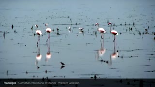 تصاویر فوق العاده از آرامگاه خالد نبی تا شاهکوه - گلستان