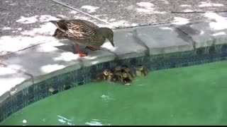 Cute_Ducklings_Swimming_In_The_Pool