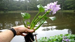 تهرانی‌ها این گل مرگبار را نخرند!