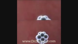 فیلم تشکیل جنین