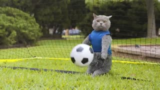 گربه های فوتبالیست