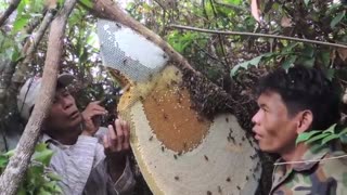 برداشتِ عسل طبیعی جنگلی
