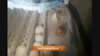 جوجه کشی موفق با طوطی