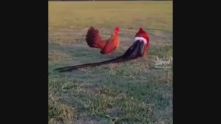 خروس بسیار خوشگل و زیبا