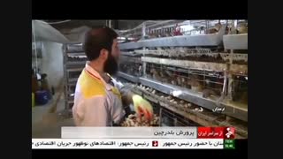 پرورش بلدرچین