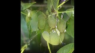 فروش نهال گردو چندلر پیوندی 09121270623