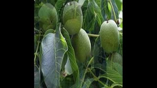 قیمت نهال گردو چندلر پیوندی 09121270623