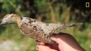 پرنده ای که هنگام خطر شبیه به مار رفتار می کند