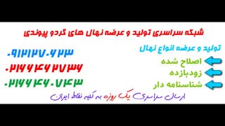 خرید نهال گردو خوشه ای  09121270623