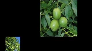 قیمت نهال گردو خوشه ای  09121270623