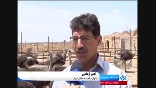 پرورش شتر مرغ