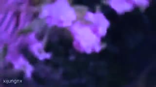 Fx amber and Gwsn Miya Tomboy Fmv