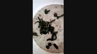 تهیه زالو در ایران