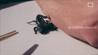 زندگی با نیش عقرب