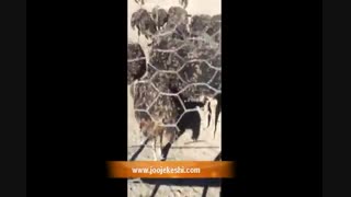 خوردن هندواونه توسط شترمرغ
