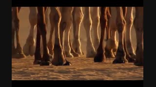 ترجمه تصویری سوره حشر