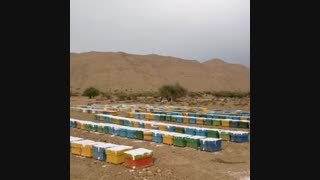 عسل کنار اصل