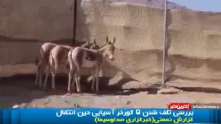 دوستی خاله خرسه دقیقا همینه