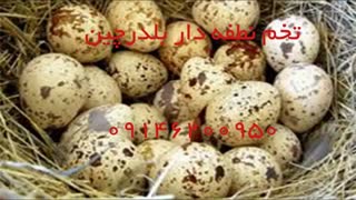 تخم نطفه دار بلدرچین