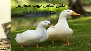 تخم نطفه دار اردک