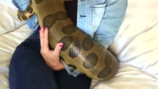 باورتون میشه که این آناکندا غول پیکر یک حیوان خانگی باشه؟؟؟
