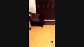 تو غذای سلف مدرسه داروی اسهال اسب ریختن !!!!