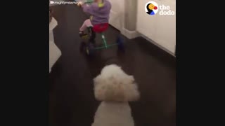 وقتی  یک سگ کمک می کند کودک چهار ساله اولین قدمهاش رو بردارد