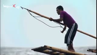 مجموعه سیاره انسان شکار نهنگ عنبر عظیم الجثه با نیزه توسط افراد دهکده ای در اندونزی