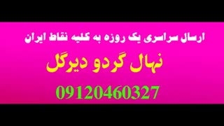 فروش گردو چندلر پاکوتاه  / 09124482642