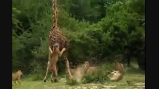 گله شیرهای افریقایی در حیات وحش افریقا زرافه دراز قد را با روشهای عجیبی کشتند و خوردند ببینید