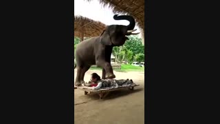 ماساژ دادن بوسیله فیل!